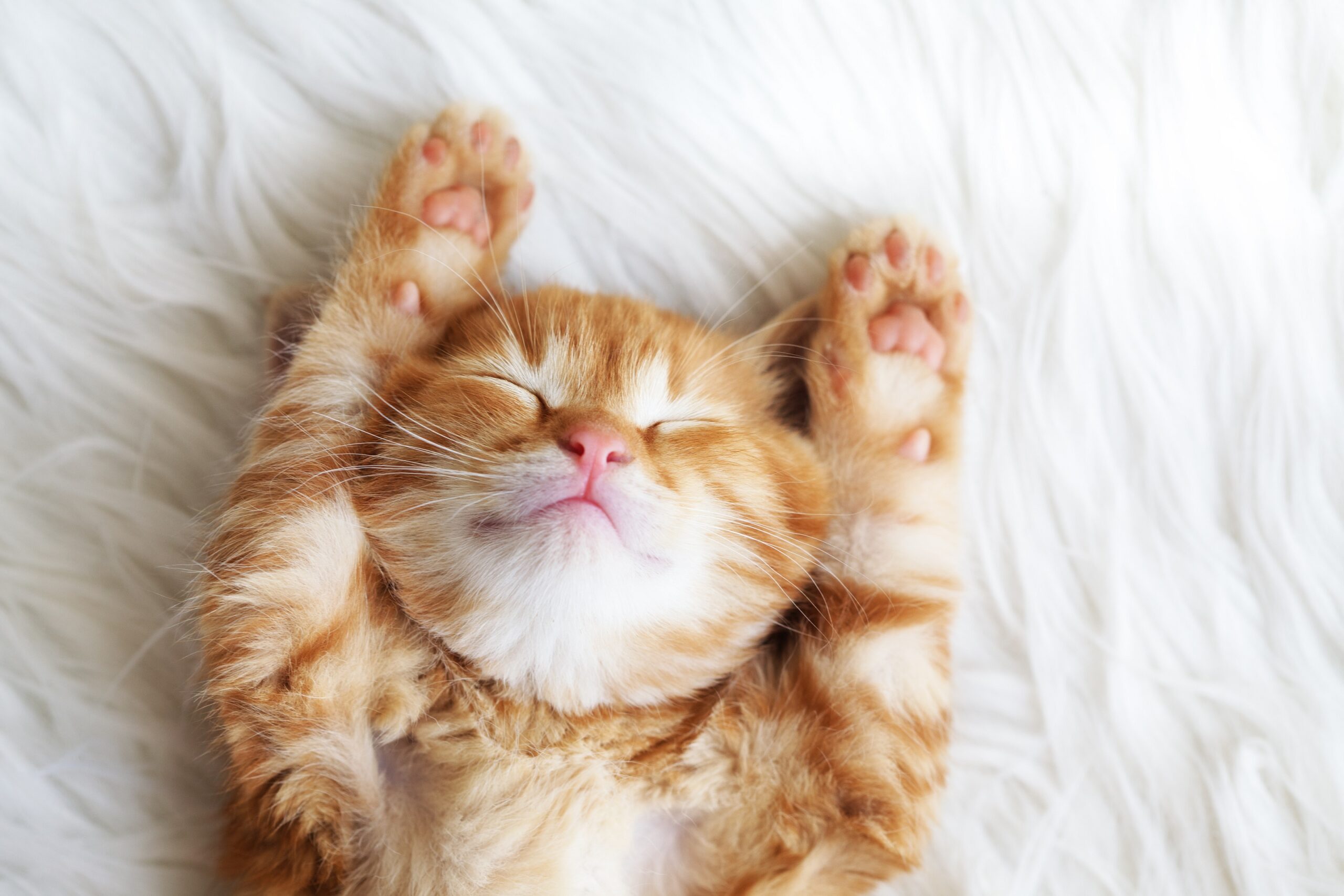 白い毛布の上でベージュの猫が仰向けで両手を上げて寝ている